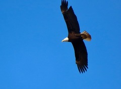 Haliaeetus leucocephalus