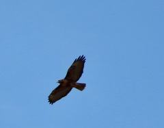 Buteo jamaicensis
