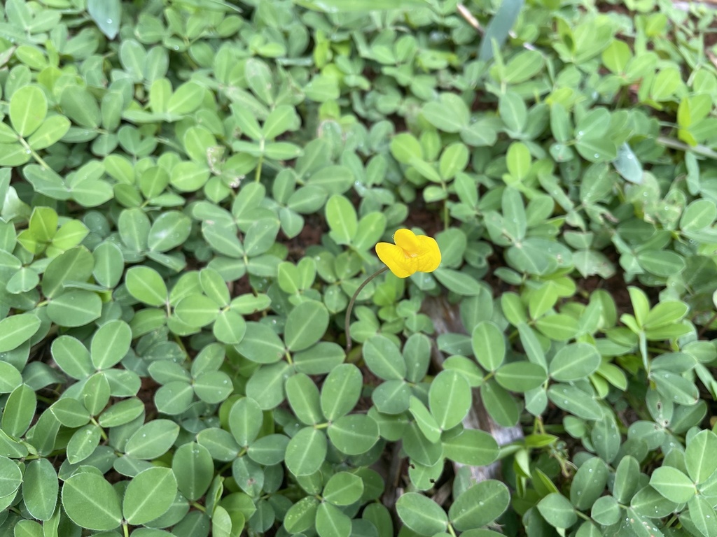 Arachis repens
