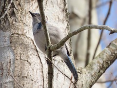Aphelocoma californica