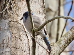 Aphelocoma californica