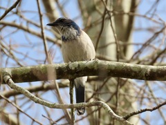 Aphelocoma californica