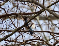 Aphelocoma californica