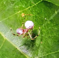 Theridion zonulatum