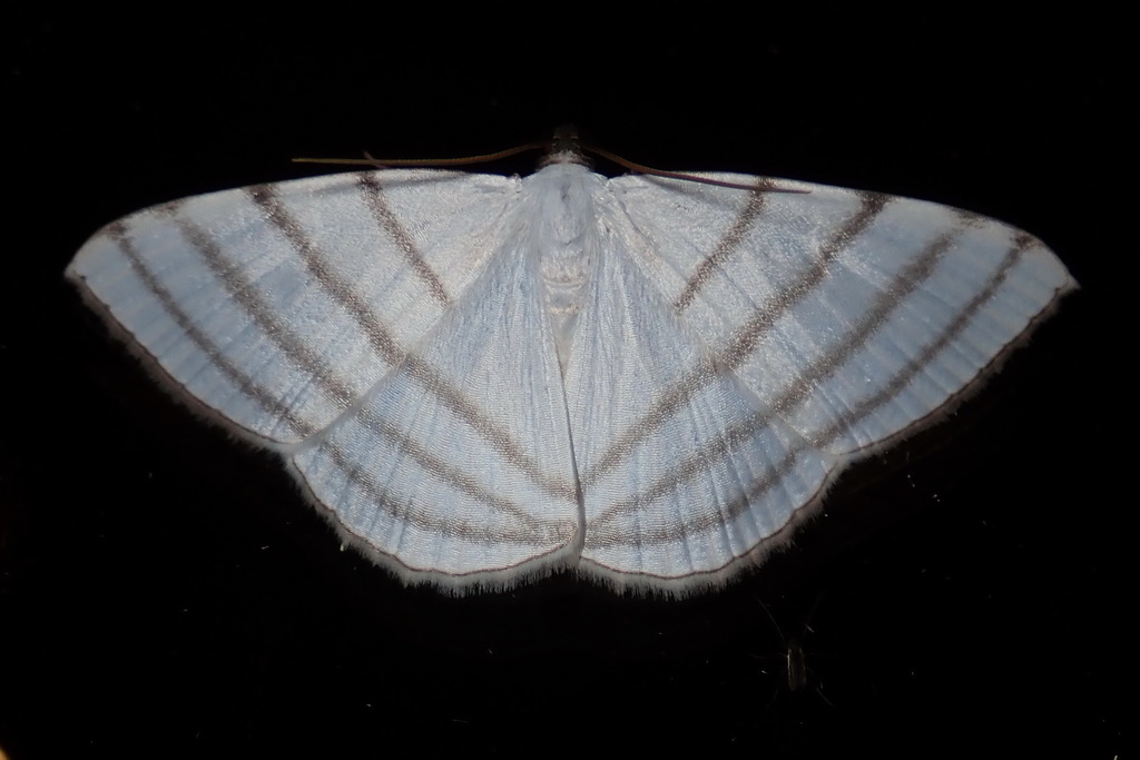 Desmobathrinae