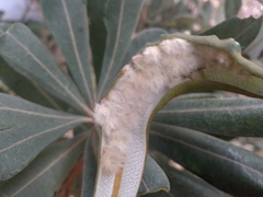 Dasineura banksiae