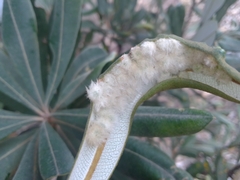 Dasineura banksiae