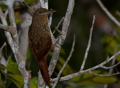 Dendrexetastes rufigula