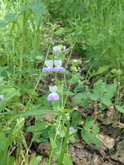 Collinsia multicolor
