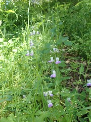 Collinsia multicolor