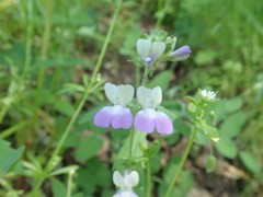 Collinsia multicolor