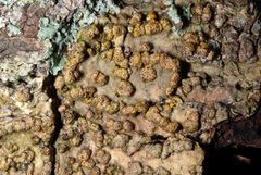 Trypethelium eluteriae