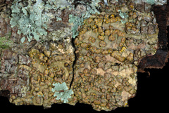 Trypethelium eluteriae