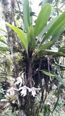 Maxillaria augustae-victoriae