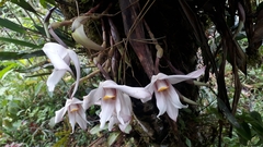 Maxillaria augustae-victoriae