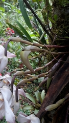 Maxillaria augustae-victoriae