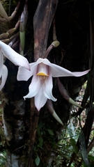 Maxillaria augustae-victoriae