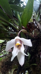 Maxillaria augustae-victoriae