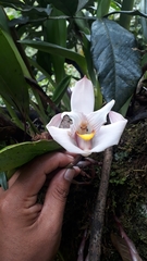 Maxillaria augustae-victoriae