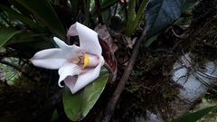 Maxillaria augustae-victoriae