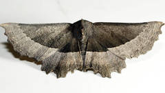 Nycticleptes lechriodesma