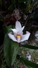 Maxillaria augustae-victoriae