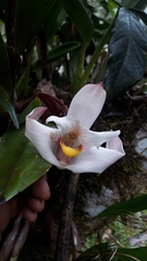 Maxillaria augustae-victoriae