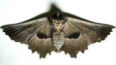 Nycticleptes lechriodesma