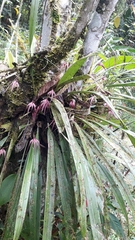 Maxillaria thurstoniorum