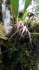 Maxillaria thurstoniorum