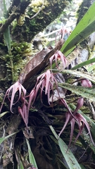 Maxillaria thurstoniorum