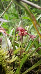 Maxillaria thurstoniorum