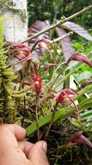 Maxillaria thurstoniorum
