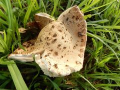 Saproamanita nauseosa