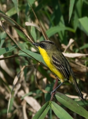 Pseudocolopteryx sclateri