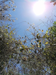 Heliocarpus occidentalis