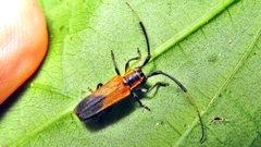 Malacoscylus