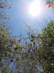 Heliocarpus occidentalis