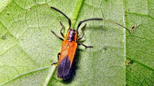 Malacoscylus gonostigma