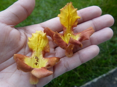 Gmelina