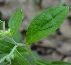 Lithospermum tuberosum