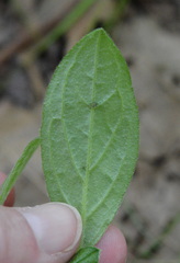 Lithospermum tuberosum