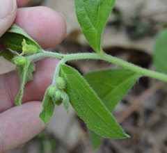 Lithospermum tuberosum