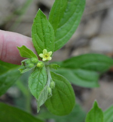 Lithospermum tuberosum