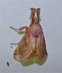 Perola villosipes
