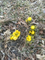 Eranthis