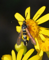Synanthedon decipiens