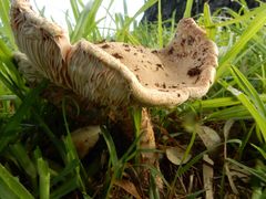 Saproamanita nauseosa