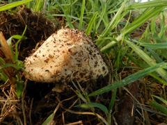 Saproamanita nauseosa