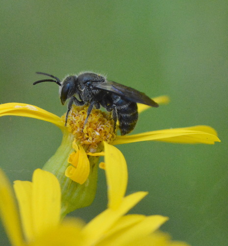 All-black Dark Bee